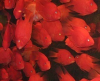 A school of fish in an aquaponics tank